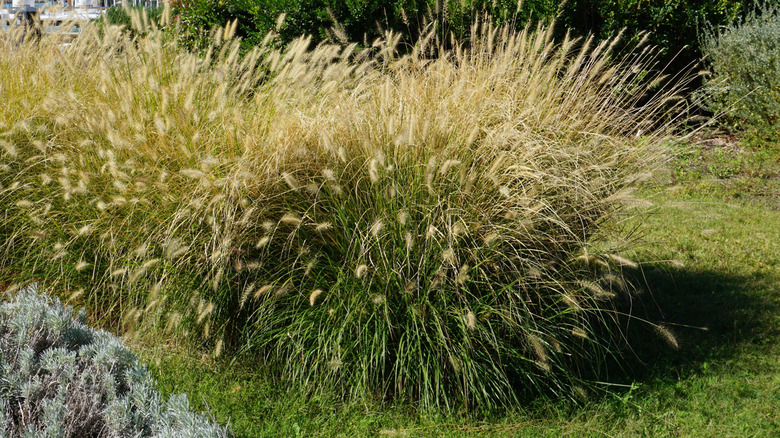 Fountain grass