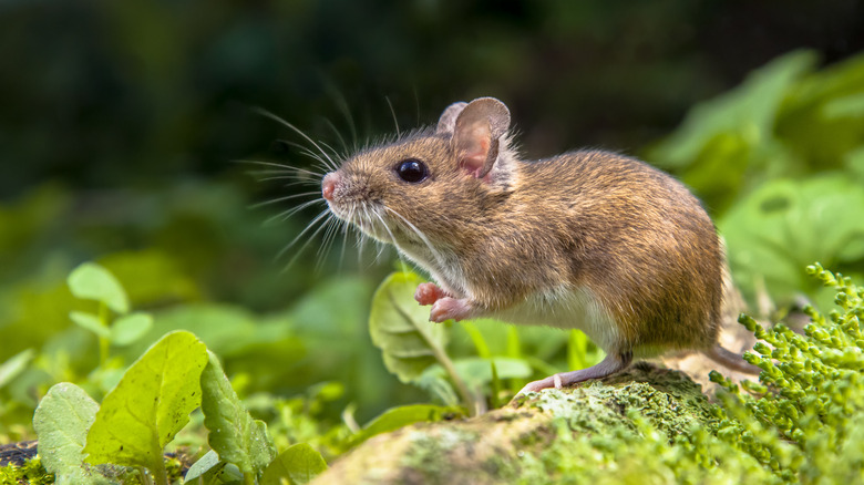 Wild Wood mouse resting on the root of a tree
