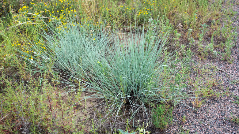 Little bluestem grass