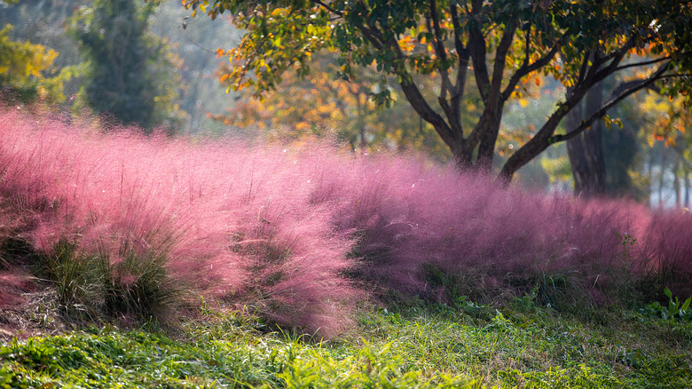 Muhly grass