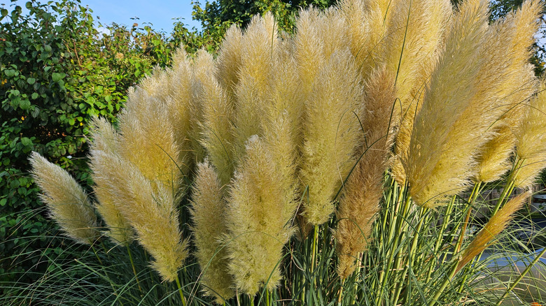 American pampas grass
