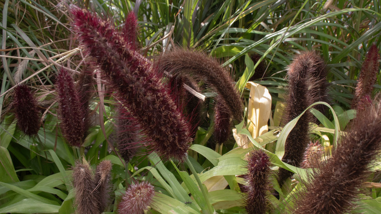A closeup of pearl millet grass seed heads