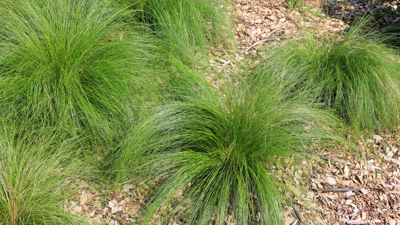 prairie dropseed grass
