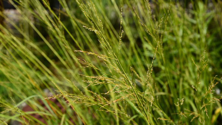 switchgrass