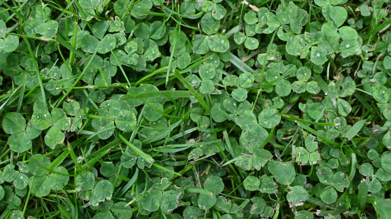 A close up of a clover lawn.