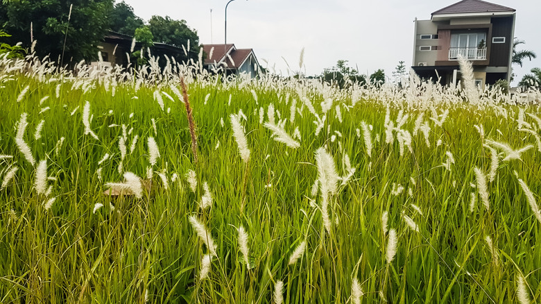 Cogongrass growing in a field next to homes.