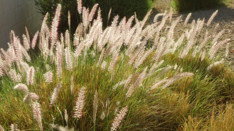 Fountain grass growing in clumps next to shrubs and a building.