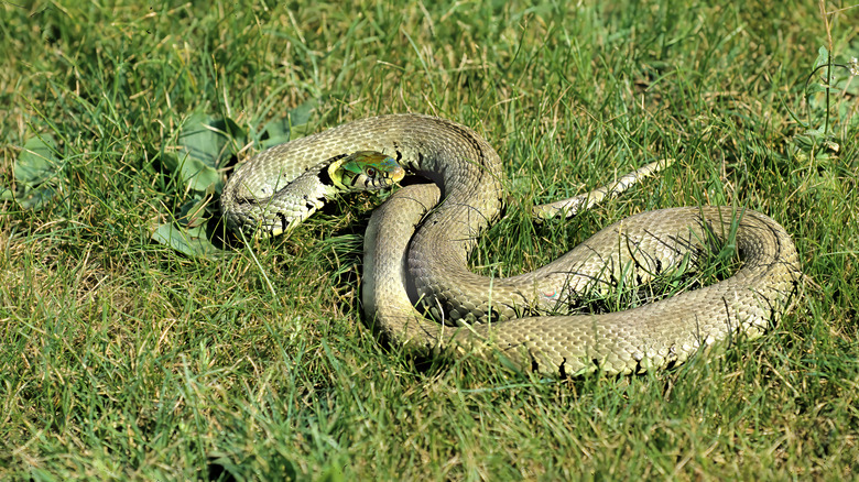 A snake with a green head in a stretch of grass.