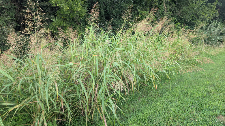 A border of Johnson grass growing on the edge of a lawn.