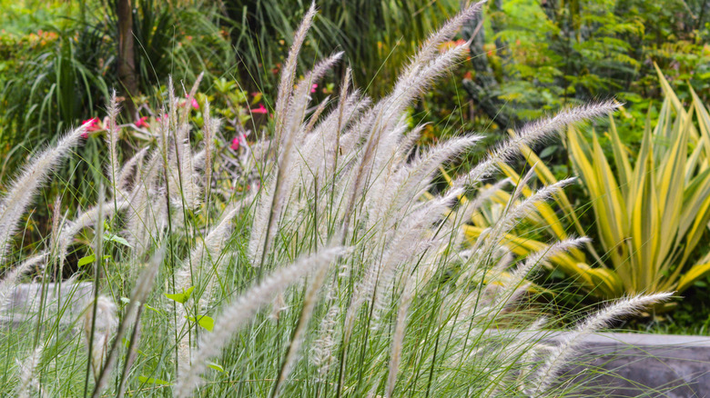 A close up of maiden grass flowering in a botanical garden.