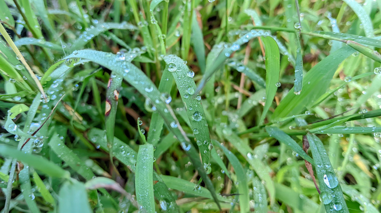 A close up of wet quackgrass.