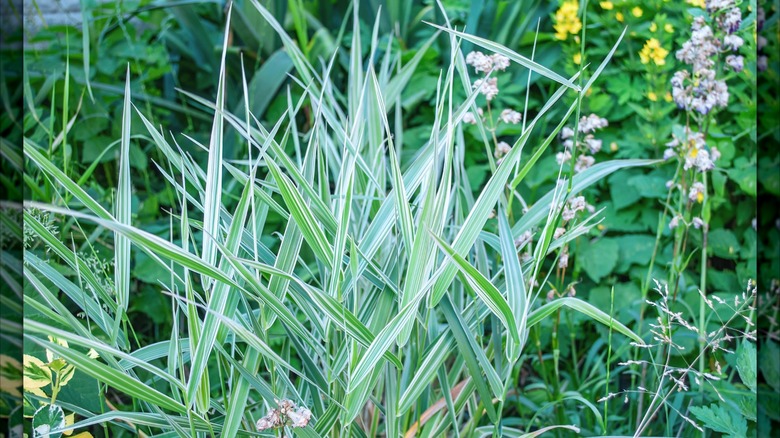 Striped reed canary grass growing among other groundcover.