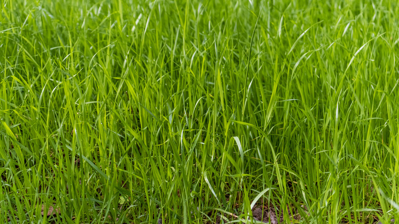 A close up shot of a patch of tall rye grass.