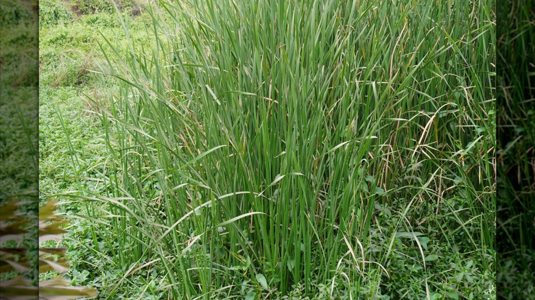 Switchgrass growing unchecked on a bank.