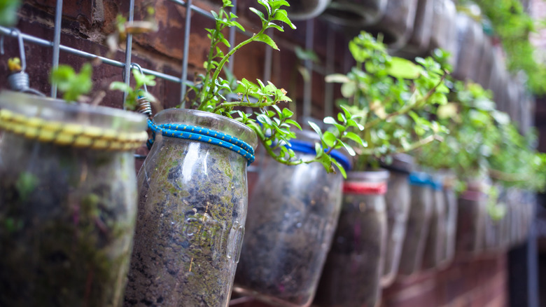 Recycled glass jars used to house small plants displayed on a wall.