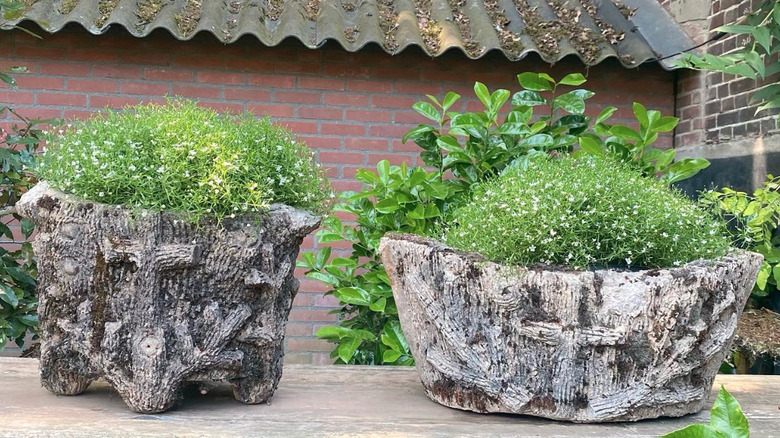 A faux bois planter used indoors and planted with succulents.
