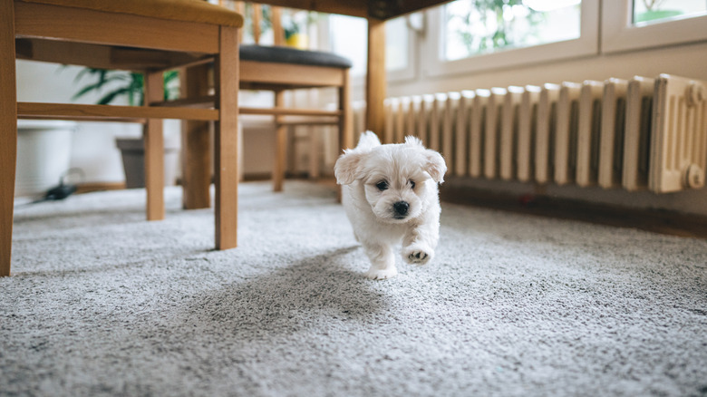 dog running on carpet