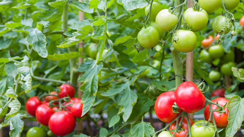 Large indeterminate tomato plant
