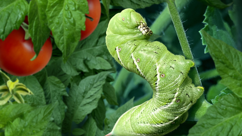 Large green tomato worm on plant