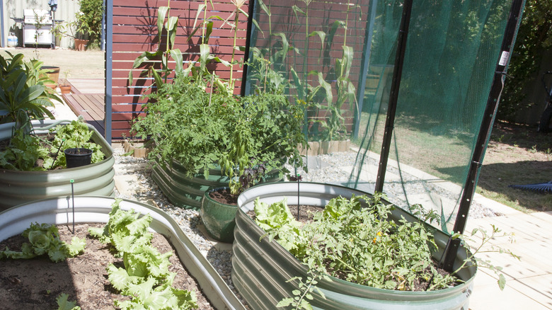 Tomato plants growing in shadier locations