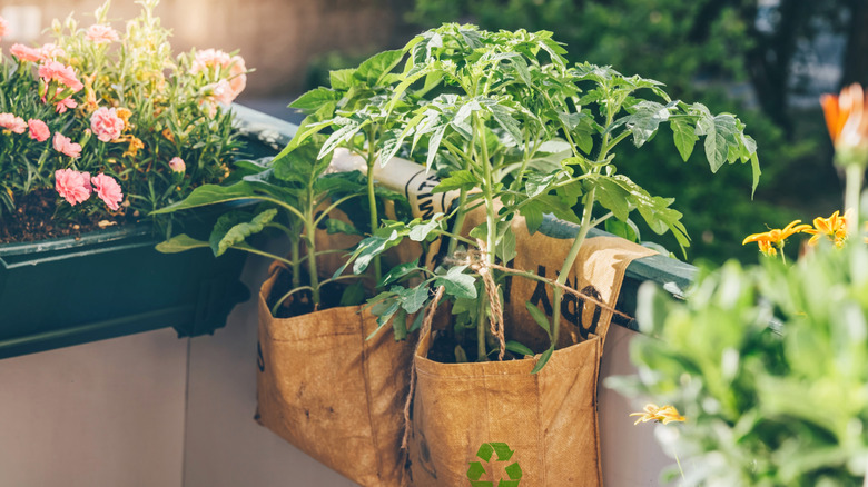 Plants in a bag on a balcony