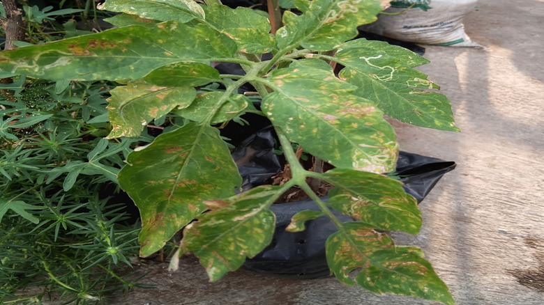 Tomato plant with leaf disease