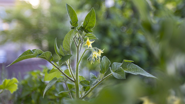 Small tomato plant in flower and ready to fruit