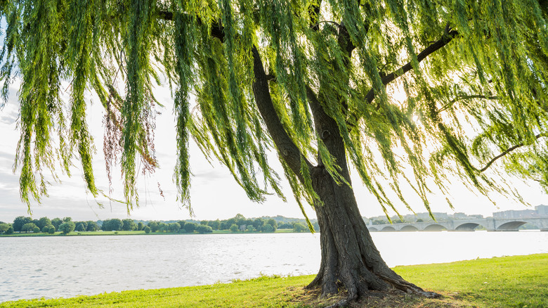 Weeping willow along the water