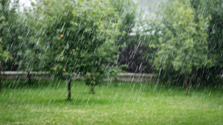 Heavy rain falling in a yard
