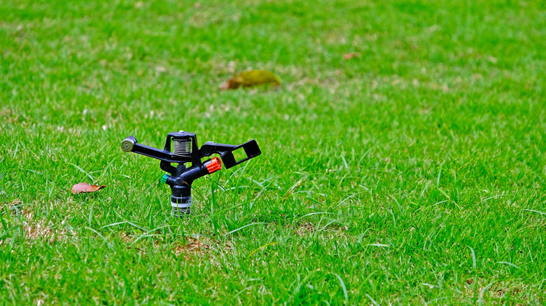 A sprinkler head on  a lawn