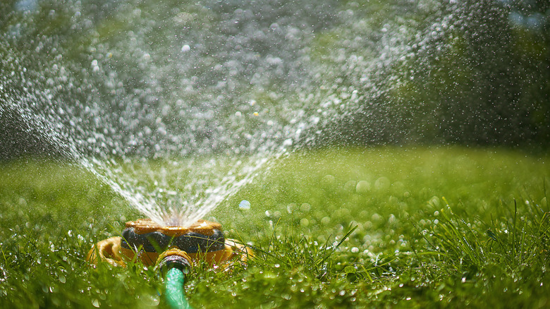 A sprinkler watering the grass