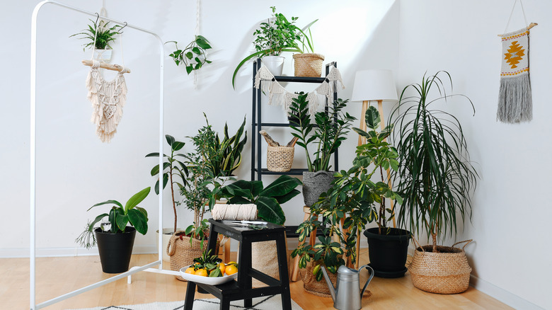 Indoor greenhouse 