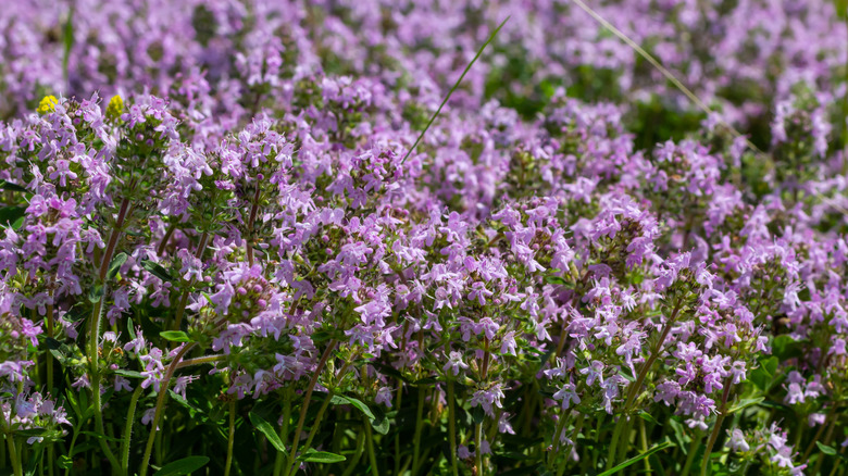 Carpet of creeping thyme in the garden
