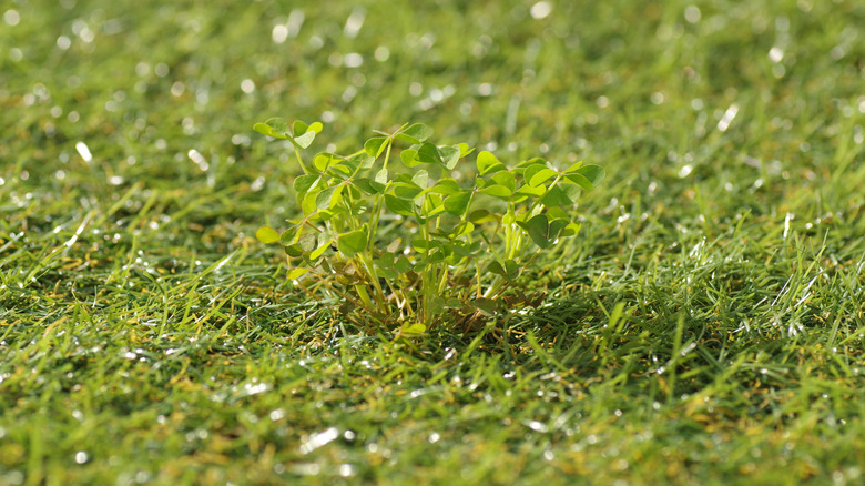 Weeds growing through the artificial grass in the garden