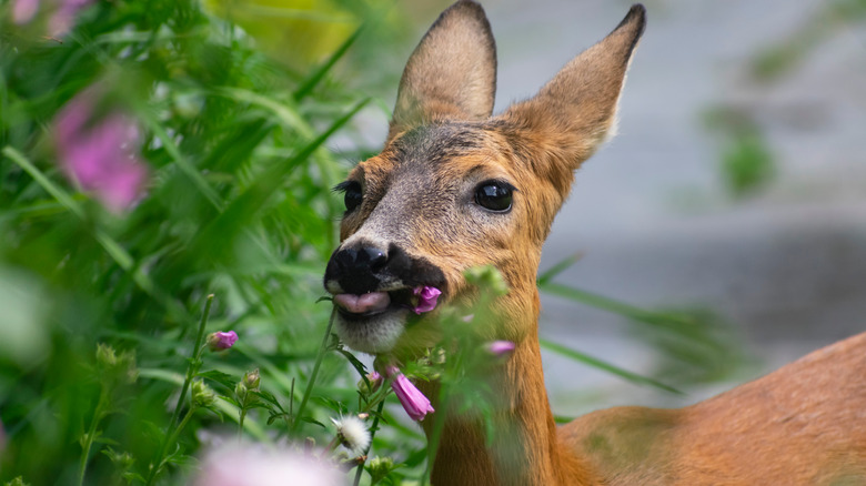 Deer eating a leaf