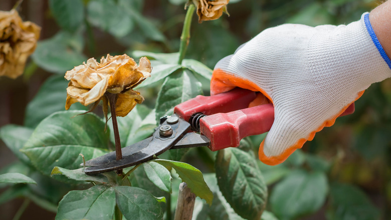 hand pruning dried flower