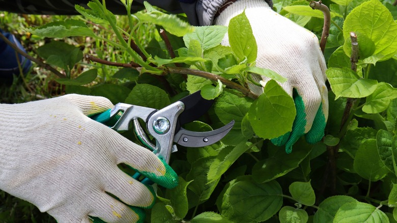 Pruning bushes up close 