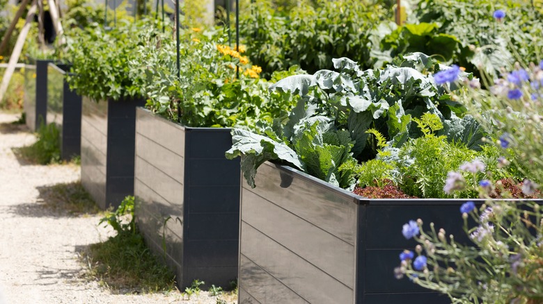 plants in raised beds