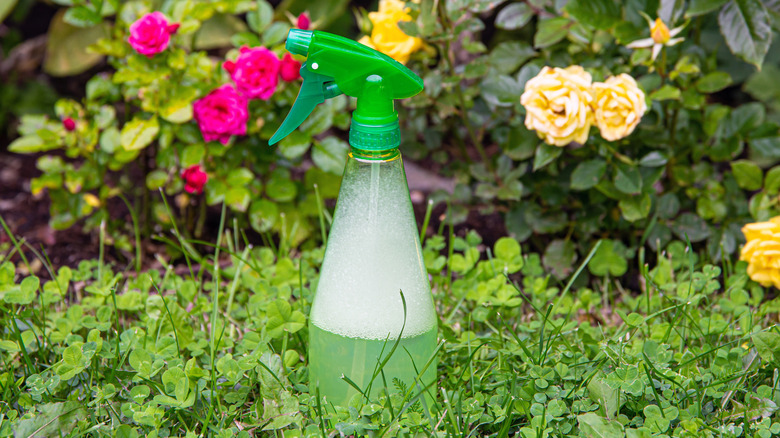 Dish soap added to weed killer in a spray bottle