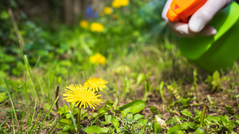 Weed killer being sprayed onto a dandelion