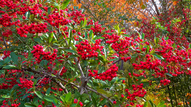 little girl walking alongside firethorn bush hedge