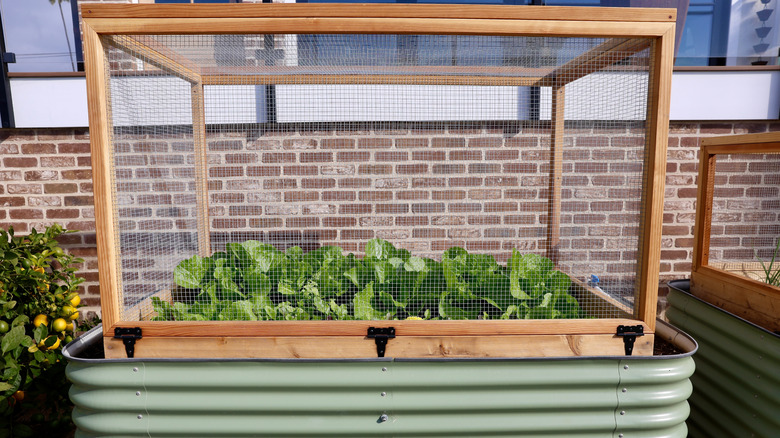 Raised garden bed with wooden frame and hardware cloth