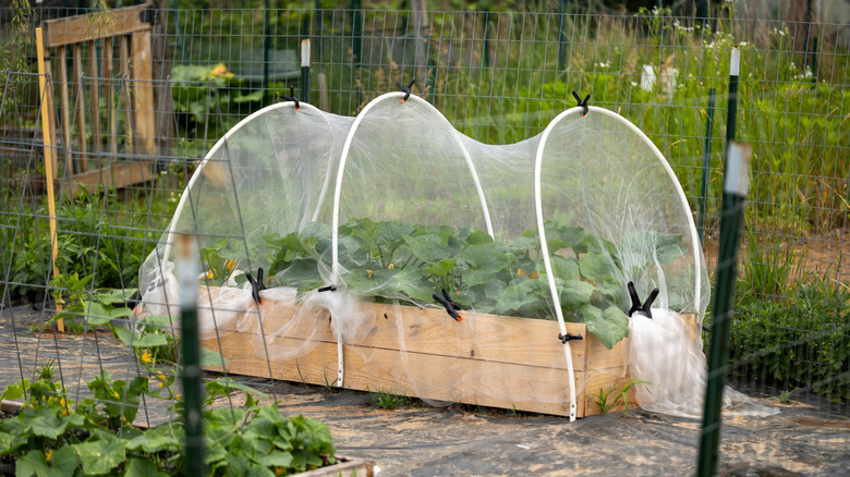 Fenced garden bed covered in mesh netting