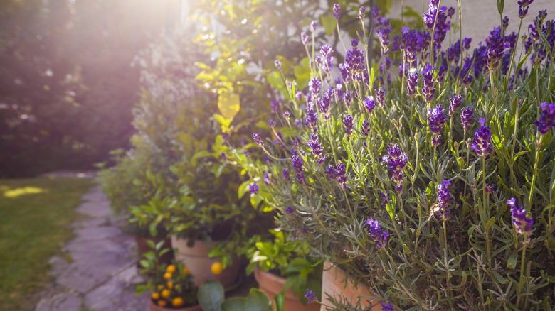 Lavender growing in pots along a path
