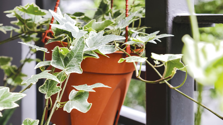 ivy plant in hanging pot