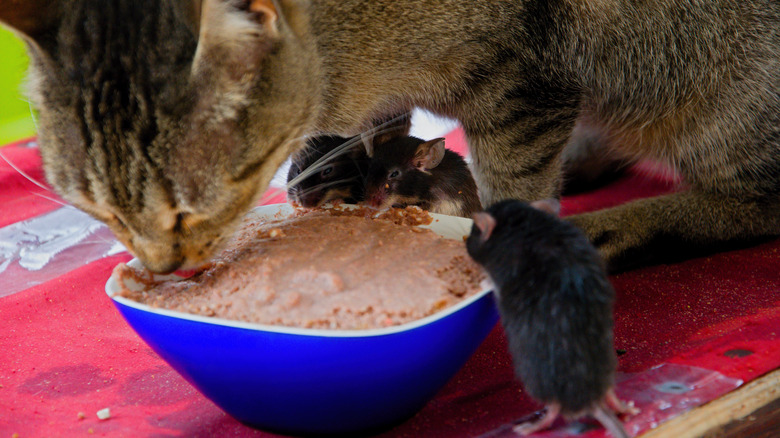 Gatto e topi che mangiano insieme