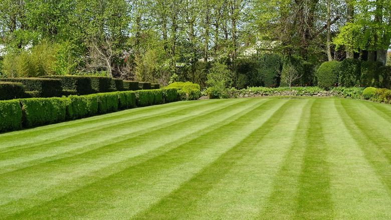 freshly mowed lawn