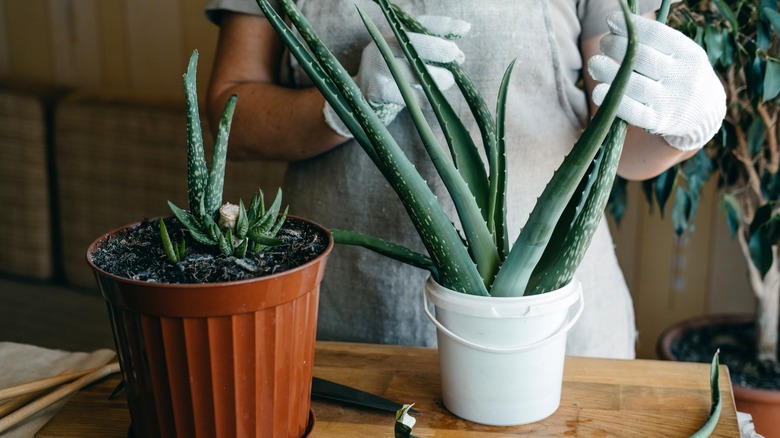 person taking care of aloe vera