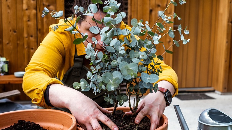 Woman planting eucalyptus plant