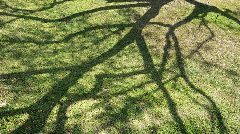 Shadow of tree branches in yard